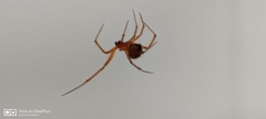 Araneae
