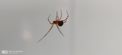 Araneae