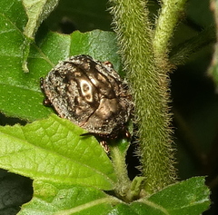 Polychalca aerea