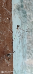 Araneae