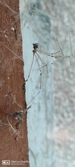 Araneae