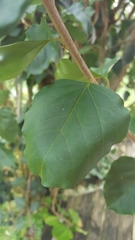 Pisonia aculeata