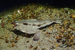 Red-Lipped Batfish photo 3