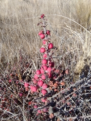 Cotoneaster microphyllus