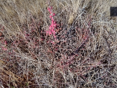 Cotoneaster microphyllus