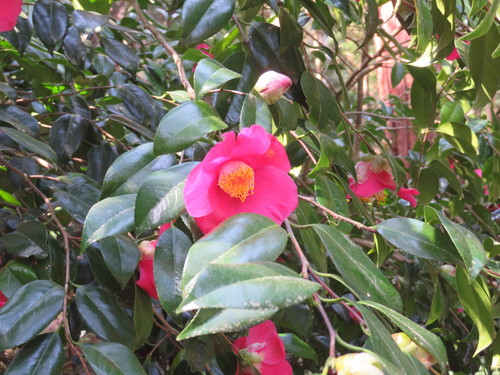 Camellia japonica
