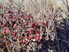 Cotoneaster microphyllus