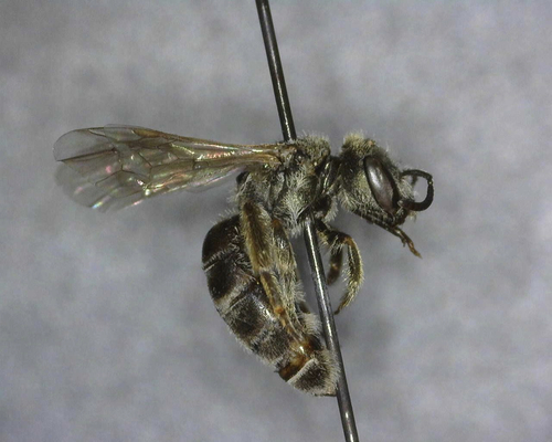 iNaturalist observation photo of Tripartite Sweat Bee