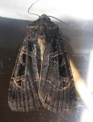 Pseudohermonassa tenuicula