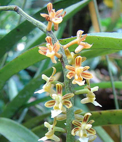 Robiquetia
