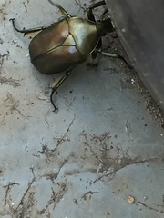 Pseudotorynorrhina japonica