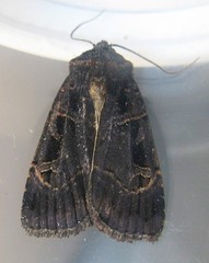 Pseudohermonassa tenuicula