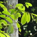 Rinorea anguifera - Photo (c) loupok, μερικά δικαιώματα διατηρούνται (CC BY-NC-ND)