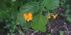 Lantana