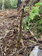 Polyscias sambucifolia