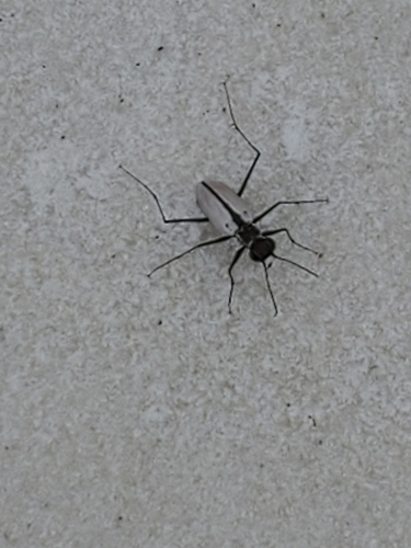 Eastern Beach Tiger Beetle photo 4