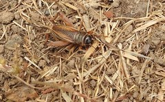 Gryllus lineaticeps