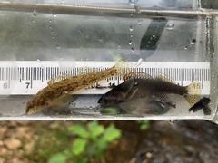 Etheostoma etowahae