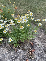Leucanthemum × superbum