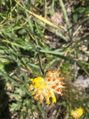 Anthyllis vulneraria boissieri