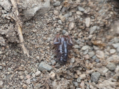 Bothriurus keyserlingi