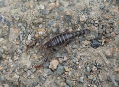 Bothriurus keyserlingi