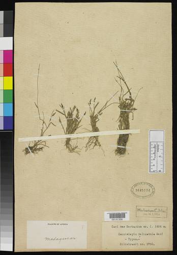 Annual Swamp Grass (Sacciolepis myosuroides)