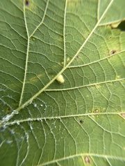 Celticecis pyriformis