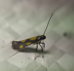 Euspilapteryx auroguttella