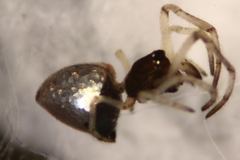 Argyrodes bonadea