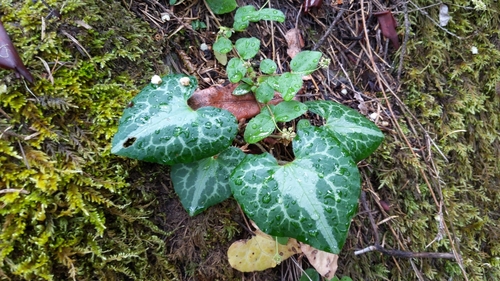 Image of Asarum marmoratum by (c) Noland Martin, some rights reserved (CC BY)