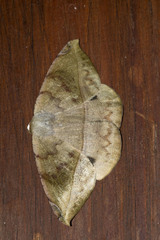 Oxydia vesulia
