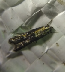 Blastodacna atra