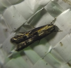 Blastodacna atra