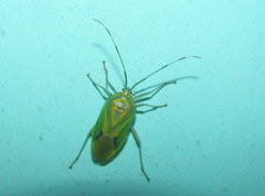 Urolabida