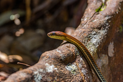 Dendrelaphis caudolineatus