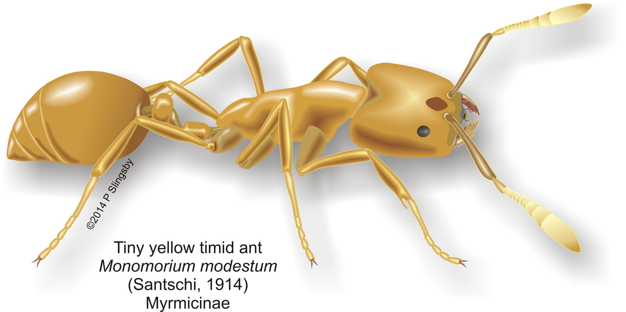 Monomorium rhopalocerum
