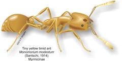 Monomorium rhopalocerum