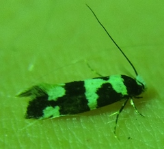 Neurothaumasia ankerella