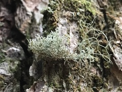 Sphaerophorus globosus