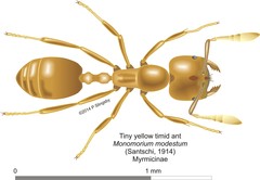 Monomorium rhopalocerum