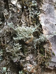 Sphaerophorus globosus