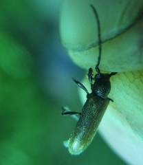 Anaesthetis testacea