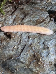 Polyzoniidae