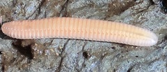 Polyzoniidae