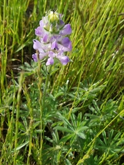 Lupinus breweri