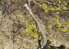 Lindera praecox