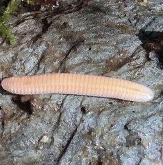 Polyzoniidae