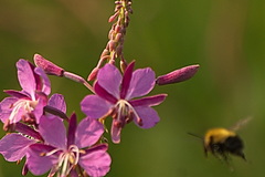 Bombus perplexus