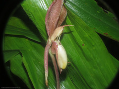 Catasetum tabulare